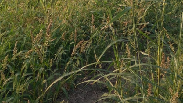 Annigeri Farmer Brothers growing Cereals of Crops, they got more Income amid In Drought Annigeri Farmer Brothers growing Cereals of Crops, they got more Income amid In Drought