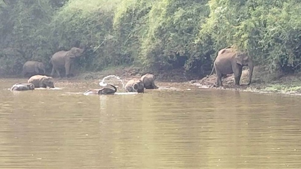 Wild Tusker Trouble In Hassan And Chikkamagaluru 