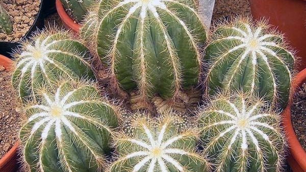  Is Cactus Plant auspicious or inauspicious for your home? Learn in Kannada