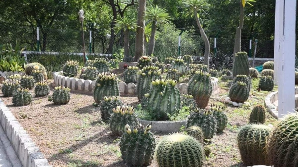  Is Cactus Plant auspicious or inauspicious for your home? Learn in Kannada