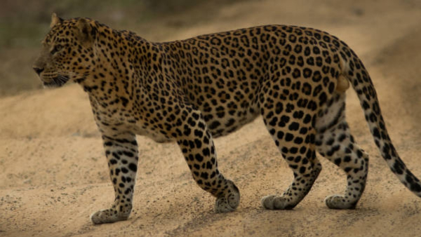 Cheetah came again: Leopard sighting near Bashettihalli industrial area!