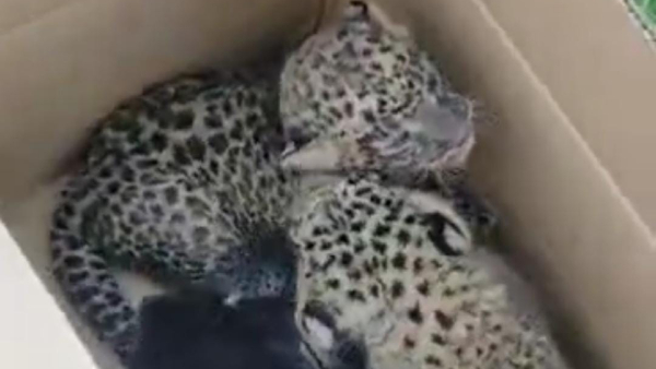Three Leopard Cubs Found in Sugarcane Crop at Mysuru, 2 normal, 1 rare black panther cubs