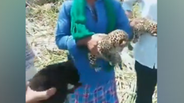 Three Leopard Cubs Found in Sugarcane Crop at Mysuru, 2 normal, 1 rare black panther cubs