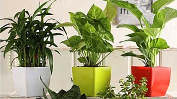 new year 2024: bring these lucky plants at home on new year