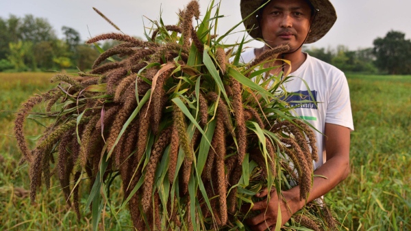 Use And Benefits OF Nutrient Rich Composition Millets 