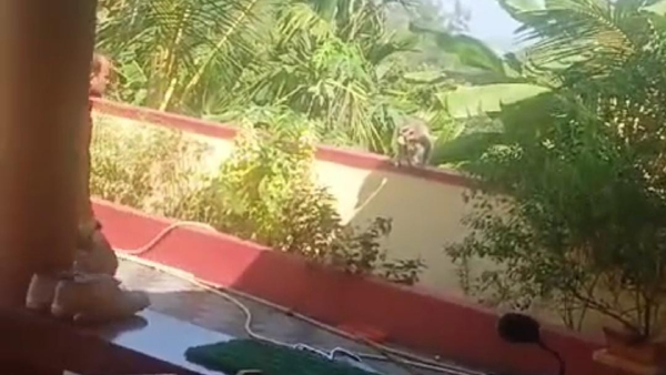 Monkey Problem In Mangaluru Outskirts