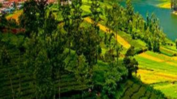 Bengaluru to Ooty: Best tips for traveling from Bengaluru to Ooty