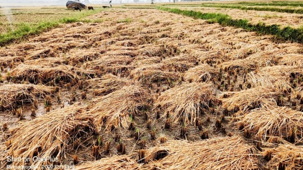 Amid Drought In Karnataka Paddy Crop Gives High Yield To Farmers