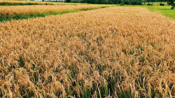 Amid Drought In Karnataka Paddy Crop Gives High Yield To Farmers