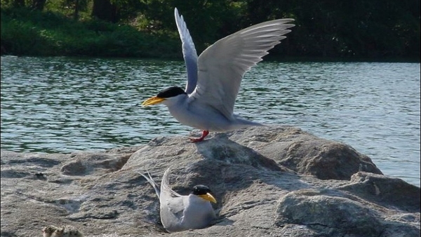 New Year 2024: Bird Lover Come To Ranganathittu Bird Sanctuary To Enjoy Birdlife This New Year New Year 2024: Bird Lover Come To Ranganathittu Bird Sanctuary To Enjoy Birdlife This New Year