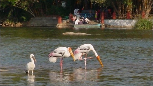 New Year 2024: Bird Lover Come To Ranganathittu Bird Sanctuary To Enjoy Birdlife This New Year New Year 2024: Bird Lover Come To Ranganathittu Bird Sanctuary To Enjoy Birdlife This New Year