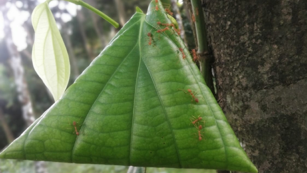 Red Ants Chutney Recipe Details