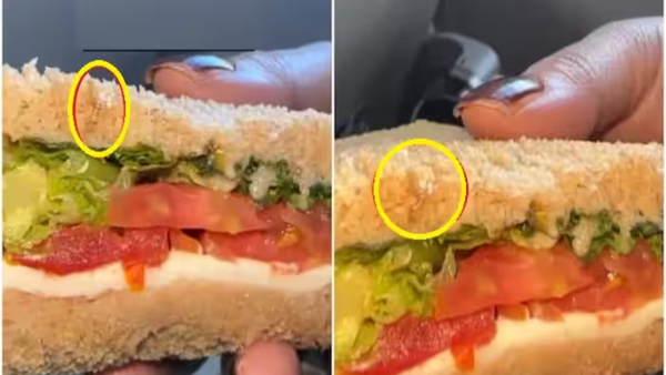 Live worm found in sandwich served on Indigo flight: Photo