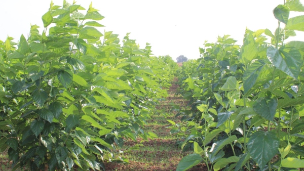 Climate Change Sericulture Department Tips For Farmers