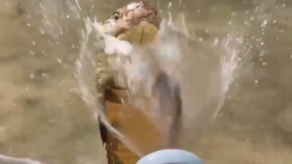 Bathe The Snake: Weirdest Job Offer For Monthly 30000 Salary: Video Goes Viral