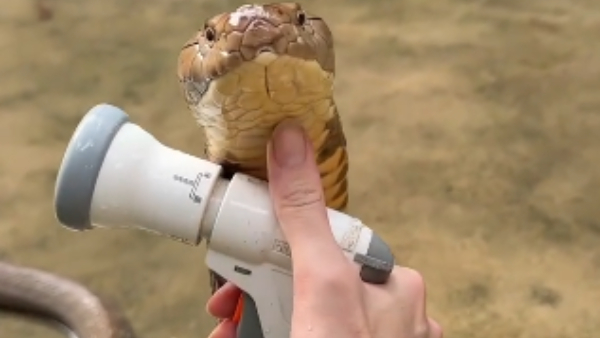 Bathe The Snake: Weirdest Job Offer For Monthly 30000 Salary: Video Goes Viral