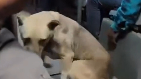 Street Dog traveling in BMTC bus, video goes viral Street Dog traveling in BMTC bus, video goes viral