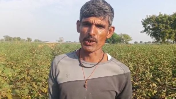 Dharwad: Thieves have stolen the Cotton Crop in Farmers Land, Financial Hardship for Owner Dharwad: Thieves have stolen the Cotton Crop in Farmers Land, Financial Hardship for Owner
