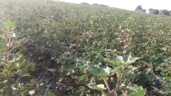 Dharwad: Thieves have stolen the Cotton Crop in Farmers Land, Financial Hardship for Owner Dharwad: Thieves have stolen the Cotton Crop in Farmers Land, Financial Hardship for Owner