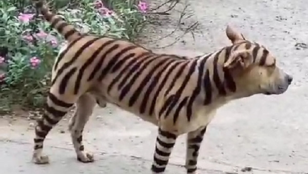 Video of a tiger running rampant on the road has gone viral Video of a tiger running rampant on the road has gone viral