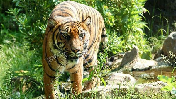 Tiger attack: A sheep farmer death near Gundlupete