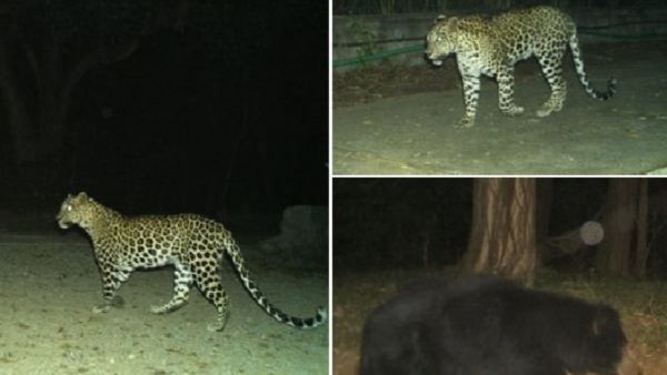 Tirumala: Leopard, bear reappear in Tirumala: TTD warns devotees