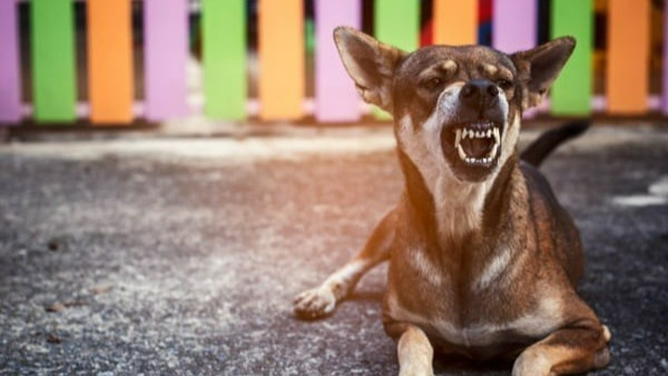 Top 5 animals that can predict human death in kannada