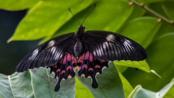 Top 5 animals that can predict human death in kannada