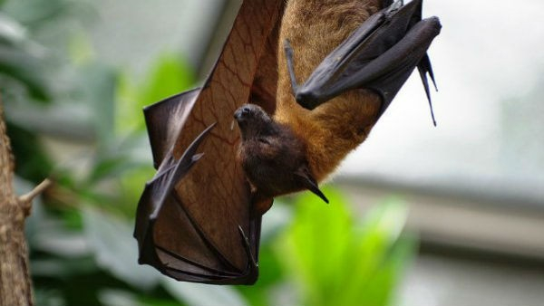 Top 5 animals that can predict human death in kannada