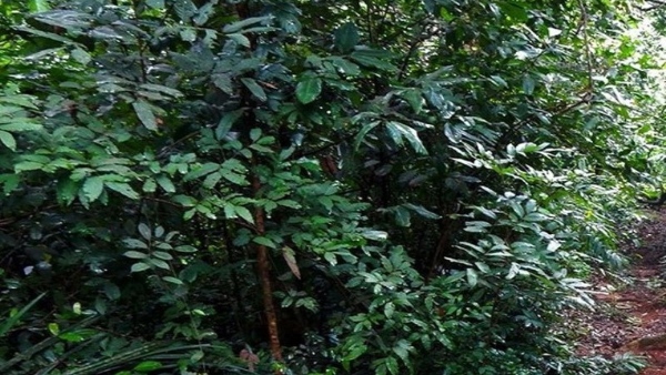 An Area Of Lands Across Kodagu Has Been Reserved In The Name Of Devarakadu