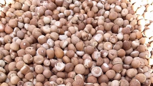 Arecanut price details of Davanagere market on january 02, know Statistics details