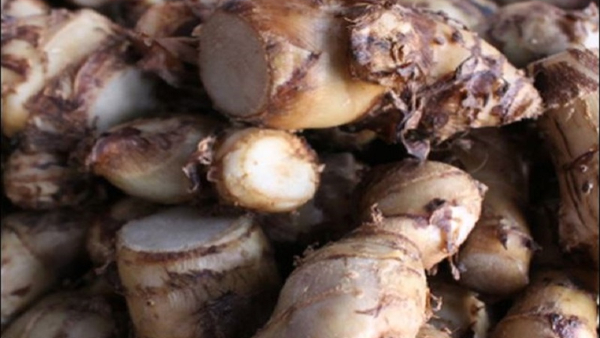 What Are The Health Benefits Of Arrowroot 