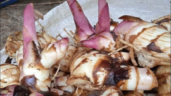 What Are The Health Benefits Of Arrowroot 