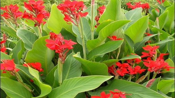 What Are The Health Benefits Of Arrowroot 