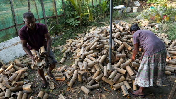 Bamboo Cultivation Information About Subsidy