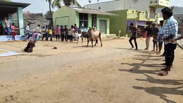  Attracted attention Bull competition festival in Chamarajanagar district