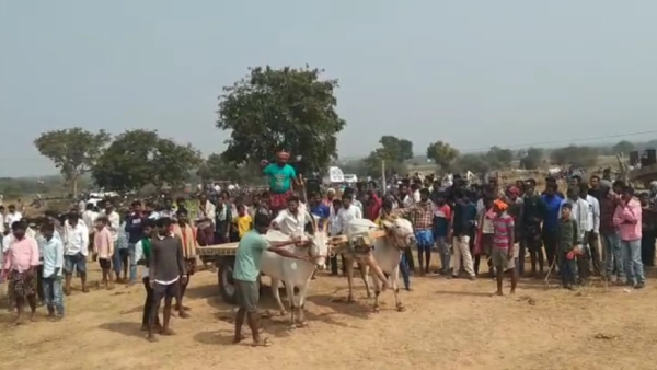 Bullock cart race: Bullocks ran in a different direction after seeing people!