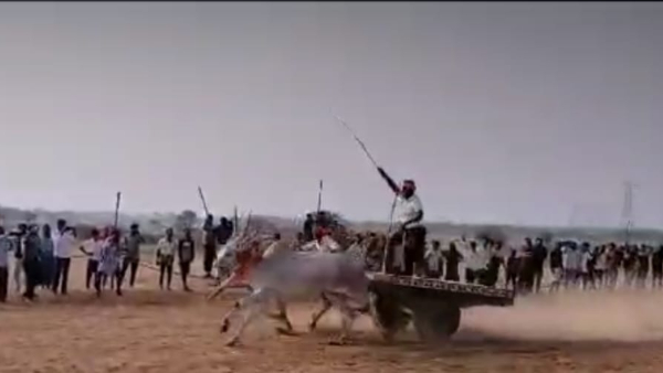 Bullock cart race: Bullocks ran in a different direction after seeing people!