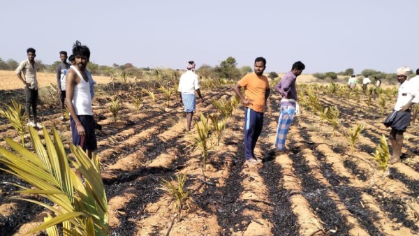 More than 800 arecanut trees were burnt by fire in Gorlattu village