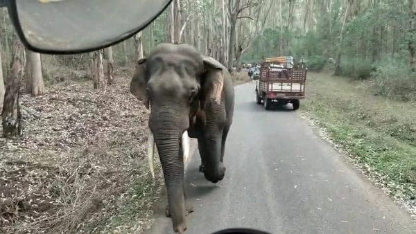 Elephant inspecting vehicles in Gerumala Road, video viral