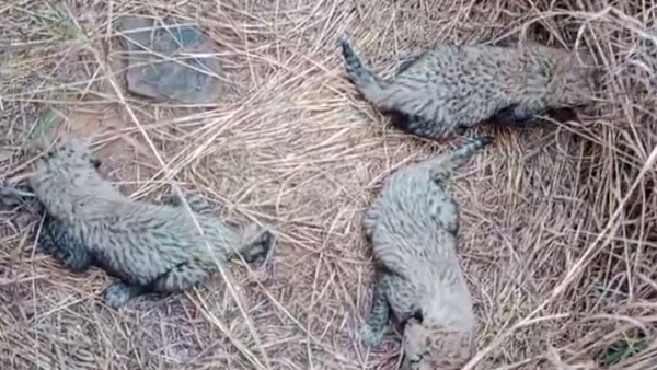Cheetah Asha Give Birth 3 Cubs in Kuno National Park in MP: MP CM Shared Video