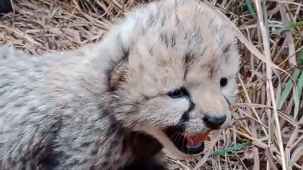 Cheetah Asha Give Birth 3 Cubs in Kuno National Park in MP: MP CM Shared Video