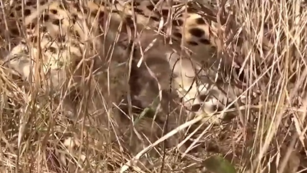 Kuno National Park Got 3 New Guests: Namibian Cheetah Jwala Gave Birth 3 Cubs