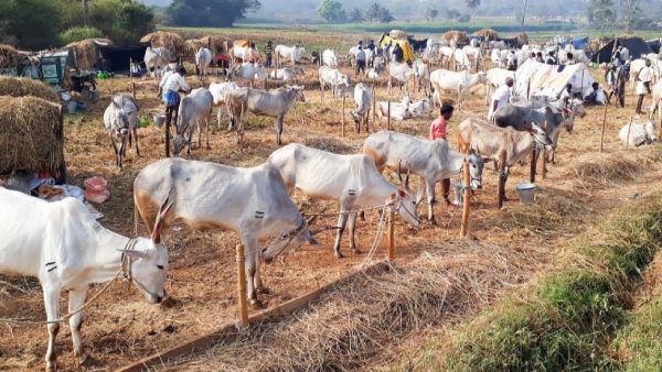 Livestock Fair At Chunchanakatte Near KR Nagar In Mysuru District