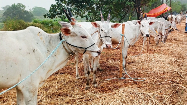 Livestock Fair At Chunchanakatte Near KR Nagar In Mysuru District