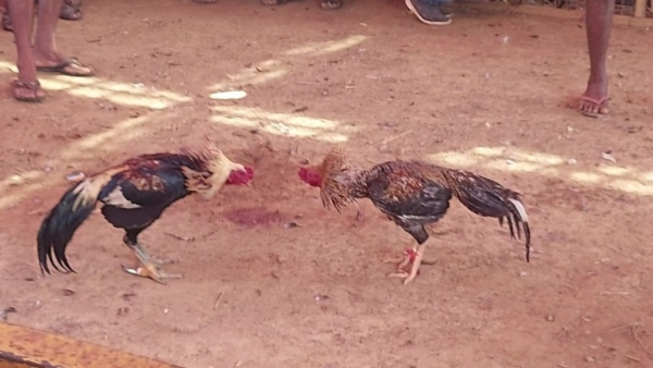 There Is No Permission For Cockfight Says Dakshina Kannada SP CB Ryshyanth