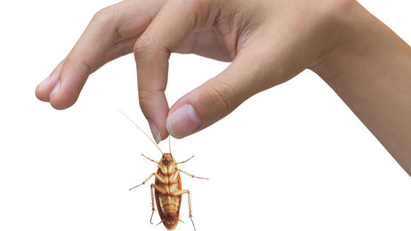 High Court lawyer got a cockroach while eating in prestigious hotel in Bengaluru