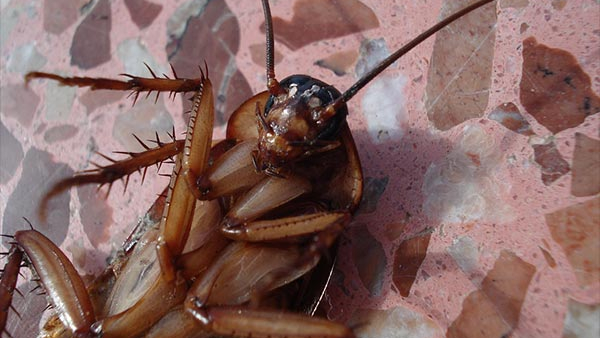 High Court lawyer got a cockroach while eating in prestigious hotel in Bengaluru