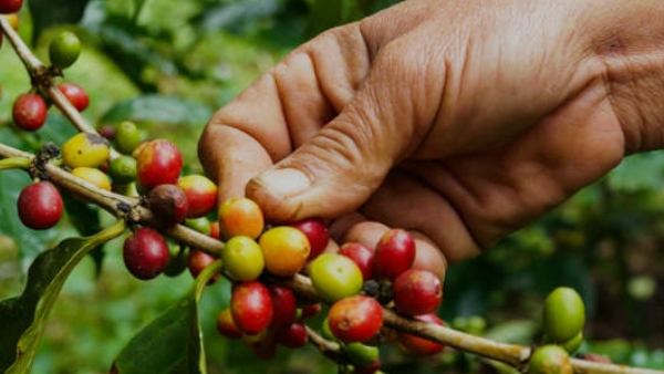 Coffee Picking Workers Are Not Available In Sakleshpura