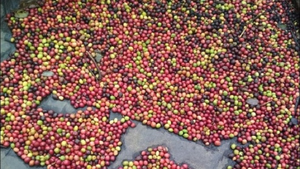 Coffee Picking Workers Are Not Available In Sakleshpura